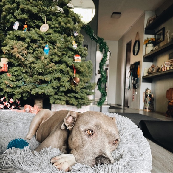 Meet the posher🥰 - Picture 9 of 9